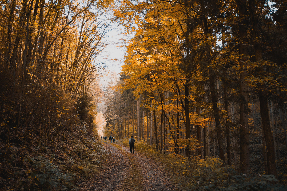 Rear view of hikers on a pathway surrounded with autumn trees in the forest